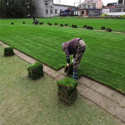 南京草坪園林綠化工程施工 融合自然與人文的綠色實(shí)踐
