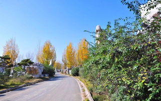 資質(zhì)取消后，如何確保園林綠化工程質(zhì)量與施工管理