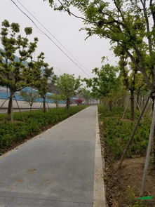 生態(tài)修復(fù)與城市綠廊的典范——昆山石林綠化中標(biāo)中環(huán)西線景觀工程6標(biāo)評析